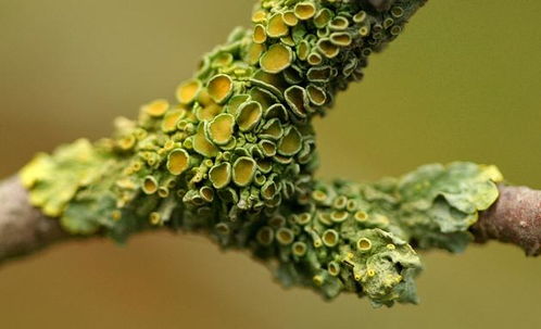 信息論視角下的生物個體 生物學(xué)的探索與啟示